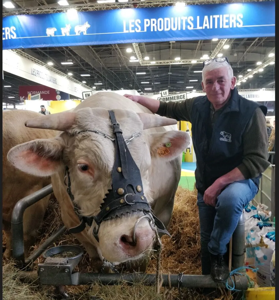 Parfait, un jeune taureau de plus de 1400 kilos