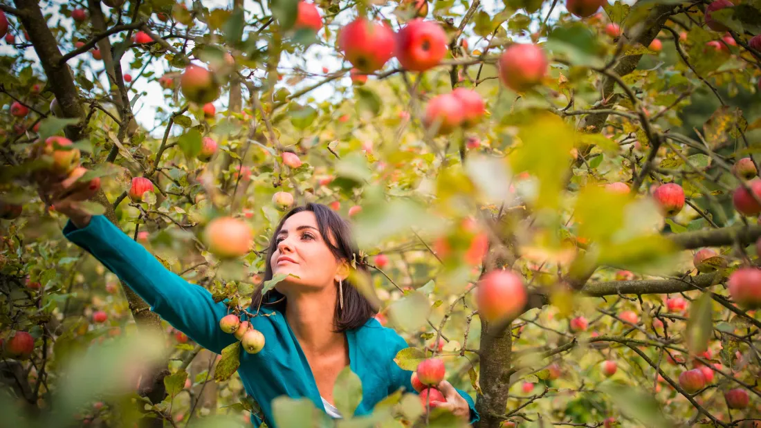 Il n'y a pas que des pommes à cueillir