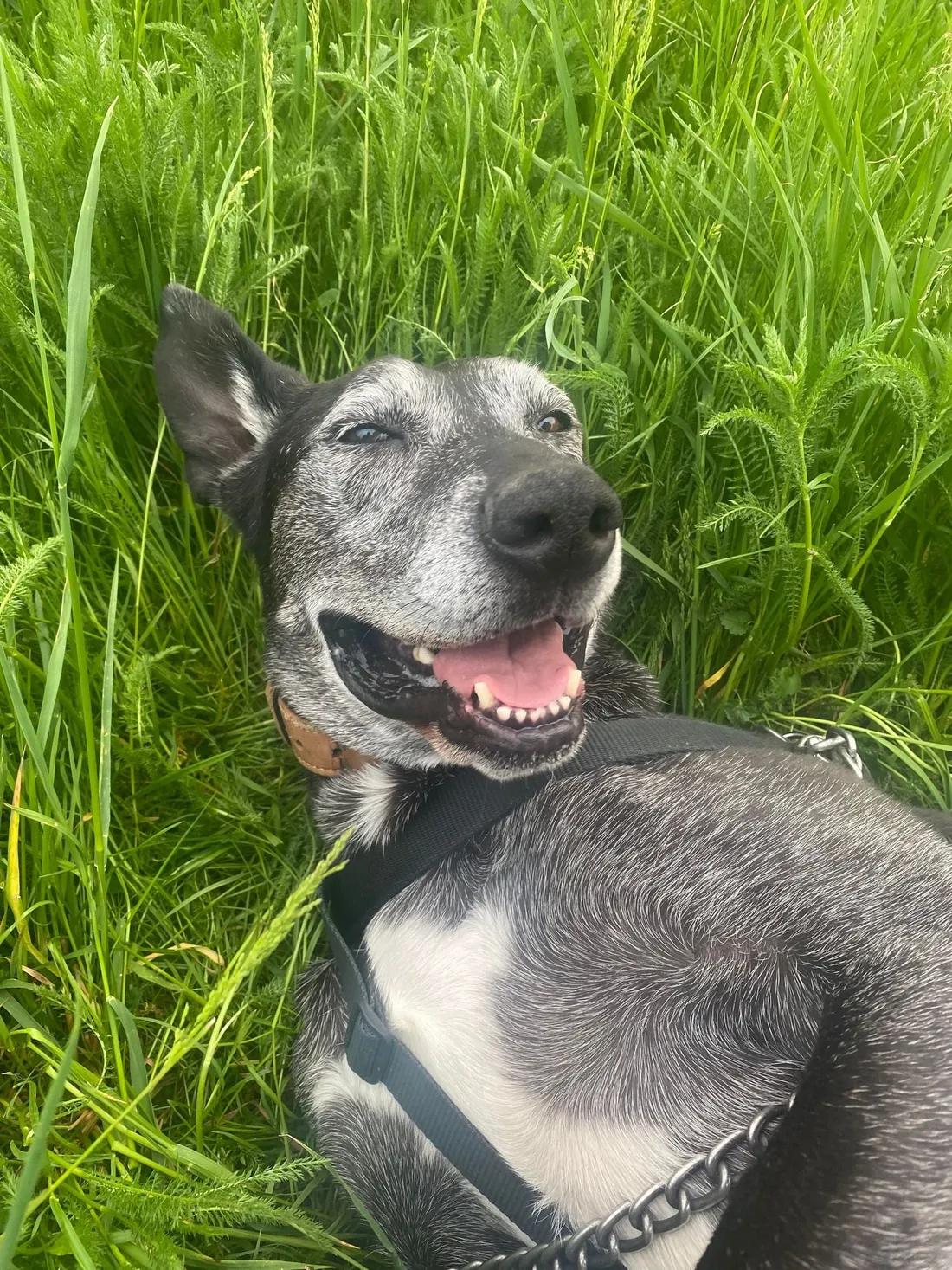 La SPA ouvre ses portes 
