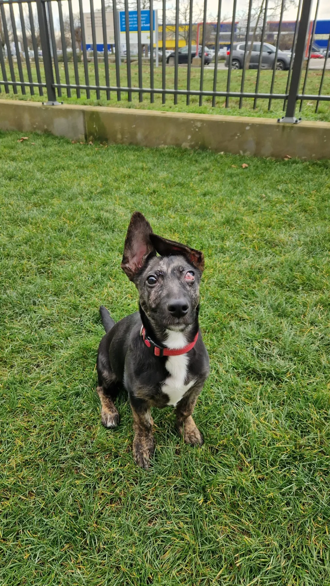 Nasko attend d'être adopté à la SPA de Strasbourg.