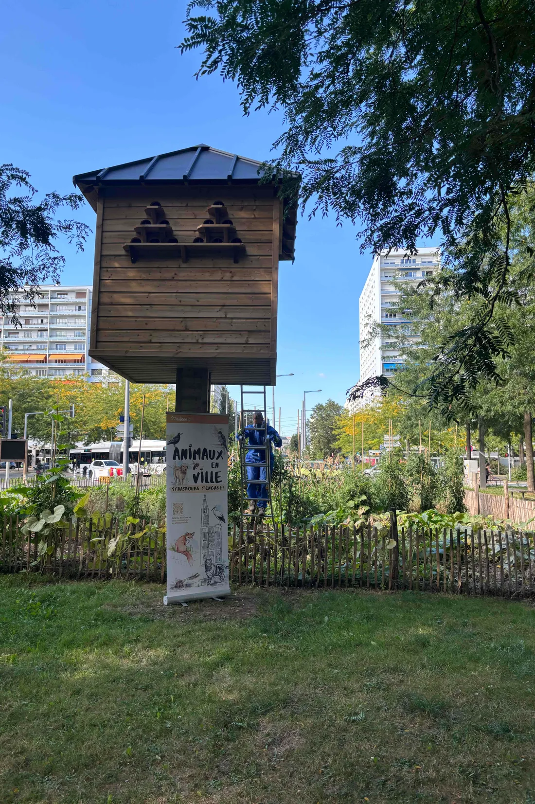 Le pigeonnier contraceptif installé dans le quartier Esplanade à Strasbourg