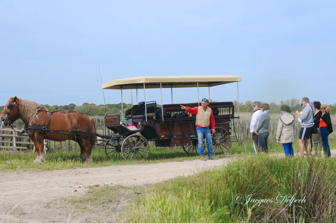 Balade en calèche