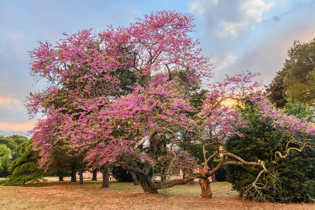 Concours plus bel arbre de france