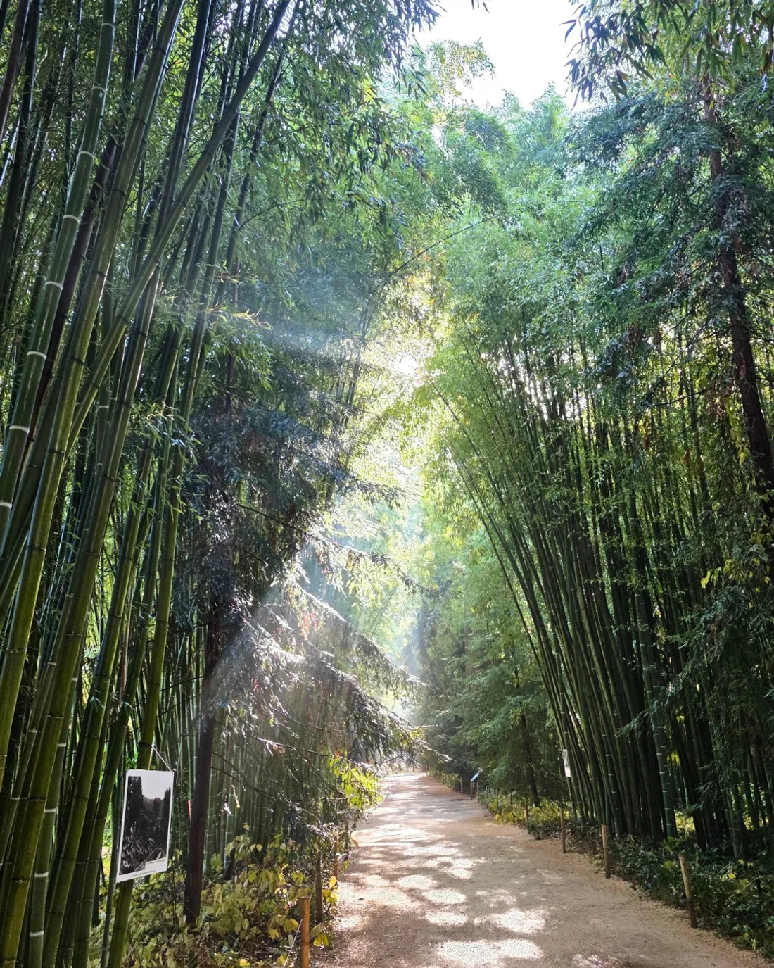 La Bambouseraie en Cévennes