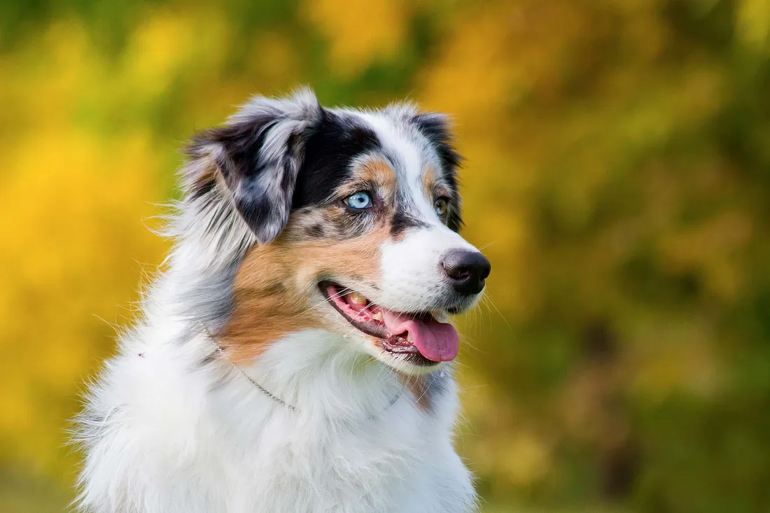 Top 3 chiens préférésPACA