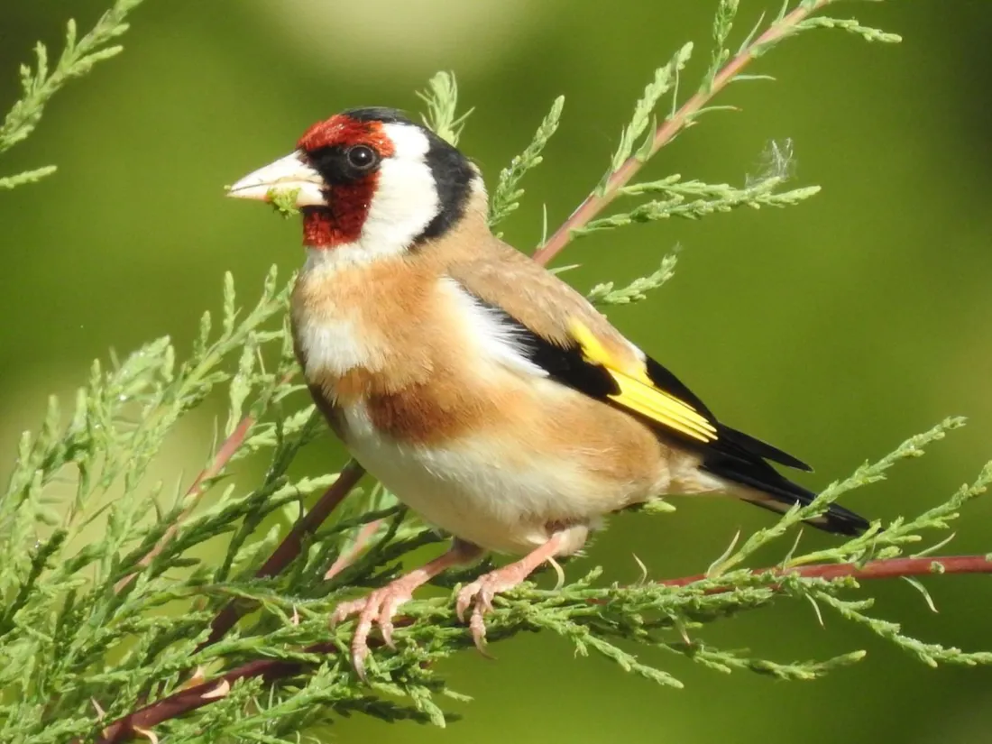 Le chardonneret élégant