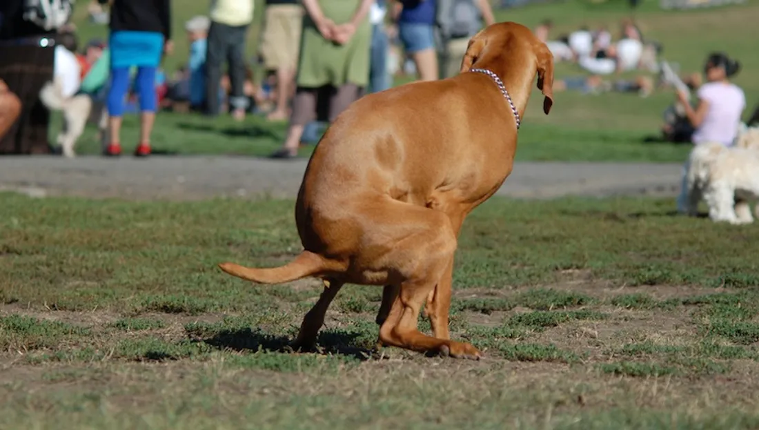Les propriétaires devront présenter le passeport génétique de leur animal.