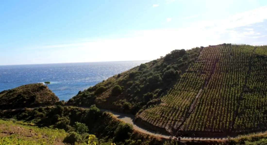 Institut de sommelerie Sud de France