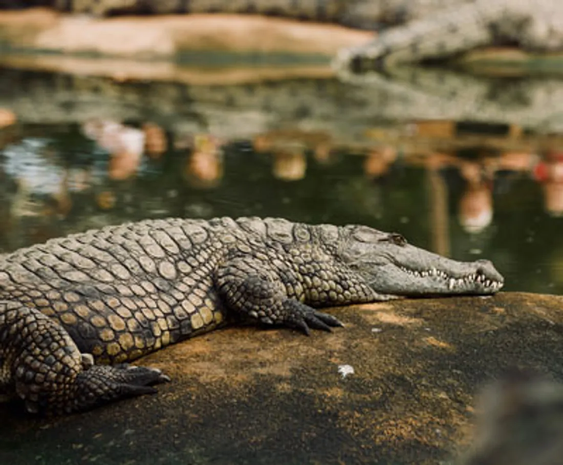 La Ferme aux crocodiles