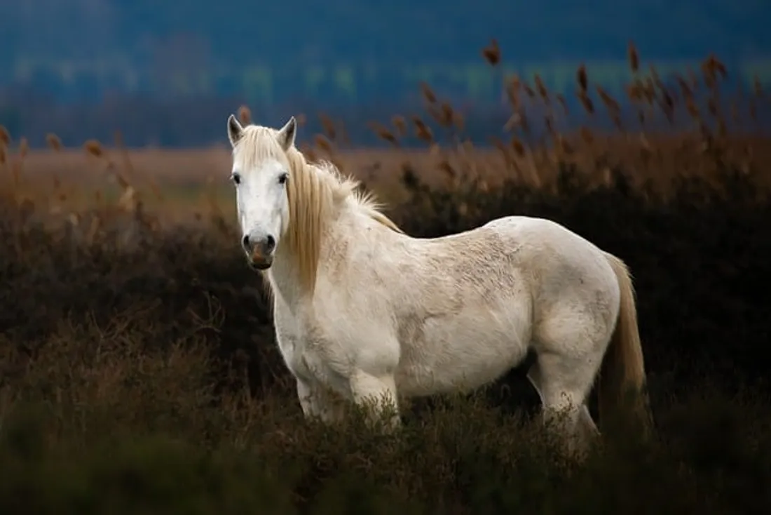 Salon du cheval lunel
