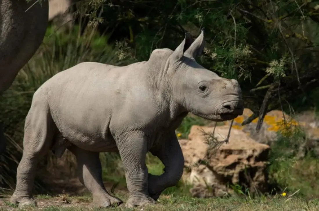 Réserve Africaine de Sigean - Iboko