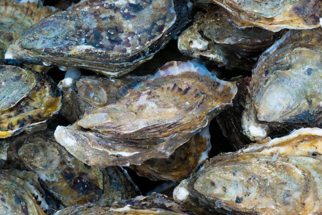 Conch-party Sète