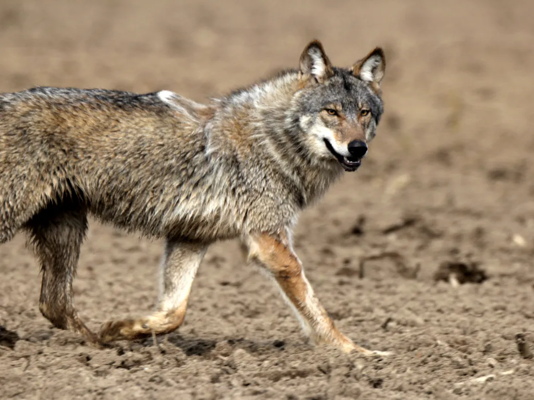 Le loup est de retour dans les Cévennes gardoises notamment.