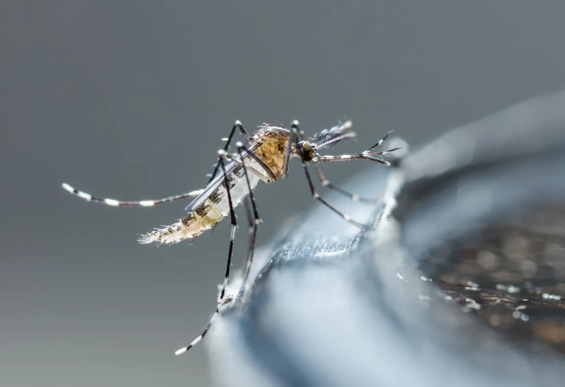 moustique-tigre