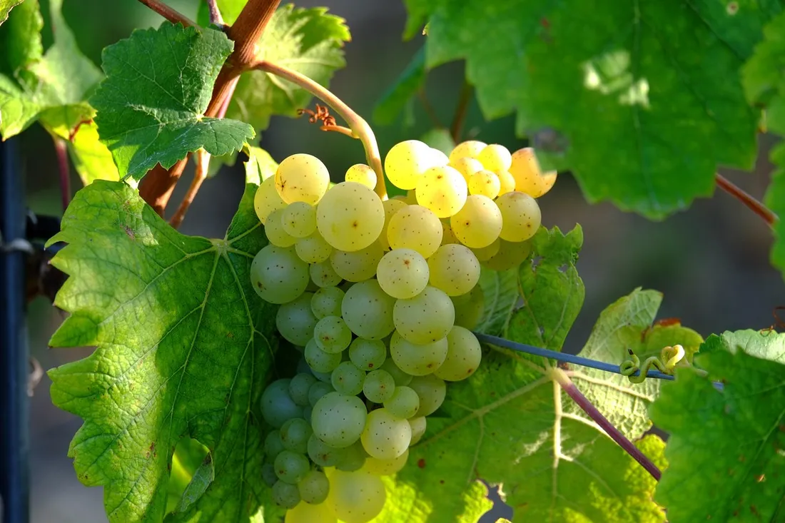 Vendanges naturistes 