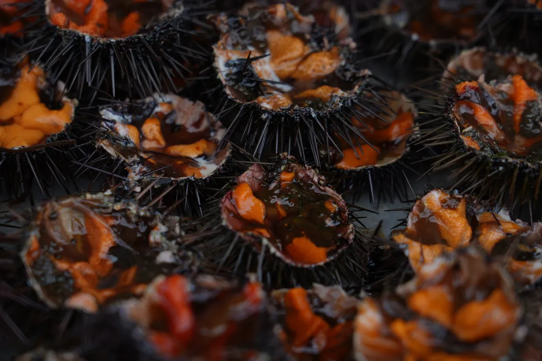 Oursinade Palavas les flots