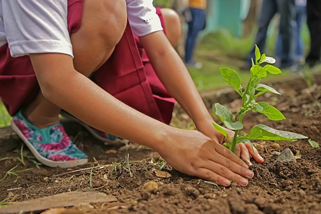Des enfants et des arbres