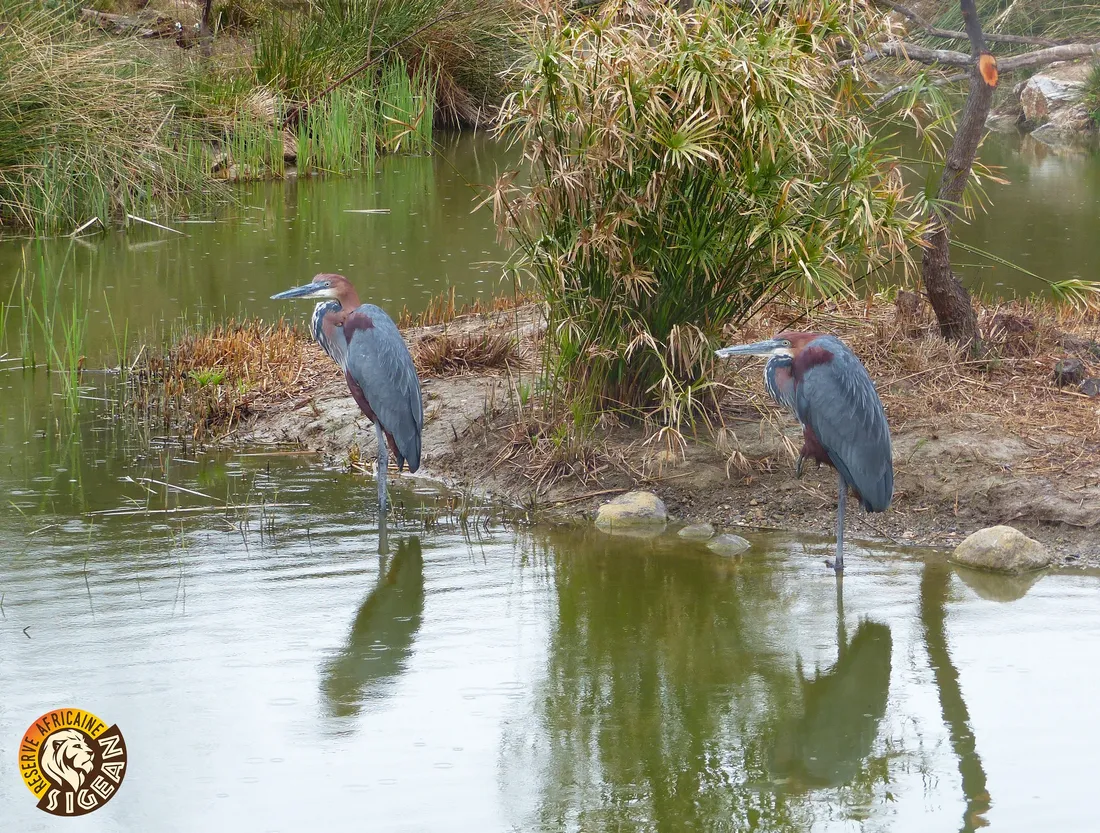 Réserve Africaine de Sigean