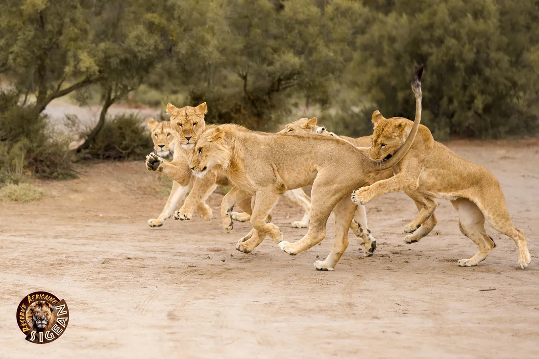 Réserve Africaine de Sigean
