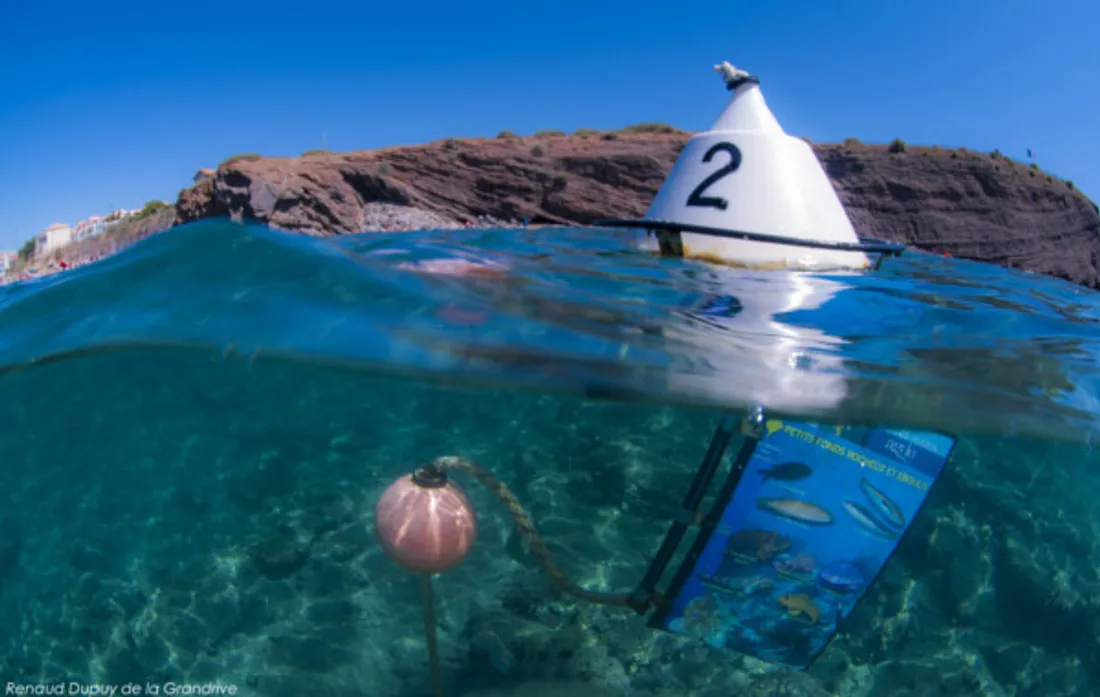 Snorkeling plongée sentiers sous marin hérault po cap d'agde mèze banyuls