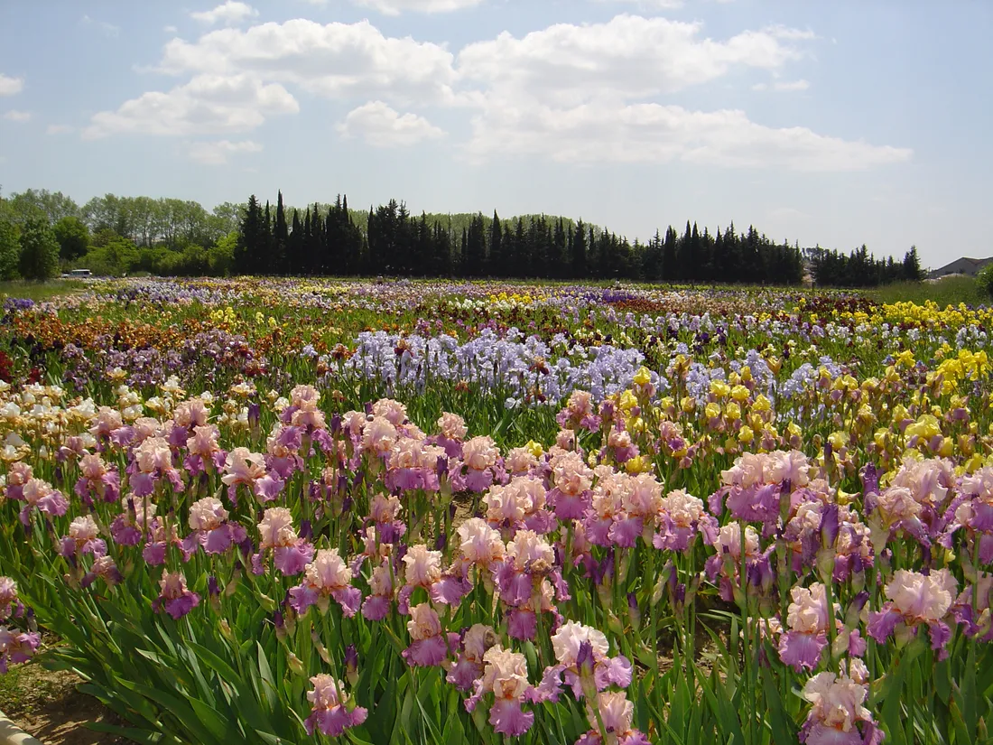 Iris Bertrand à Gignac