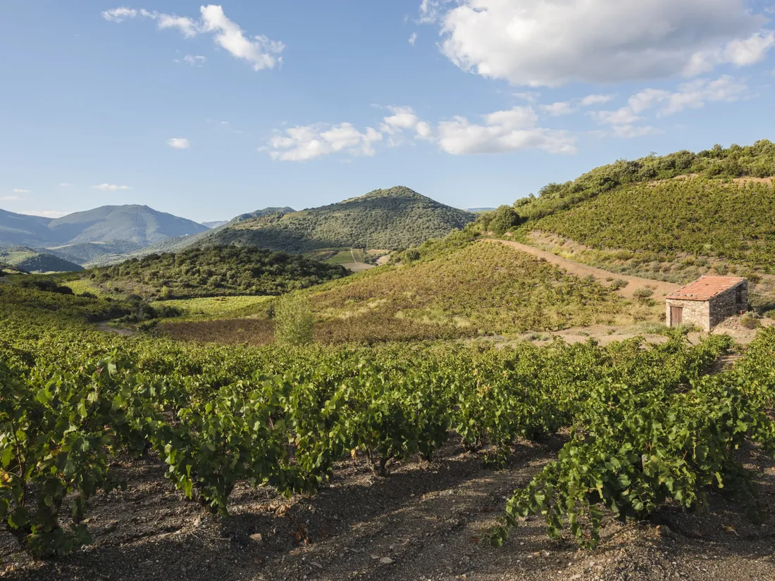 L'œnotourisme, activité qui se développe.