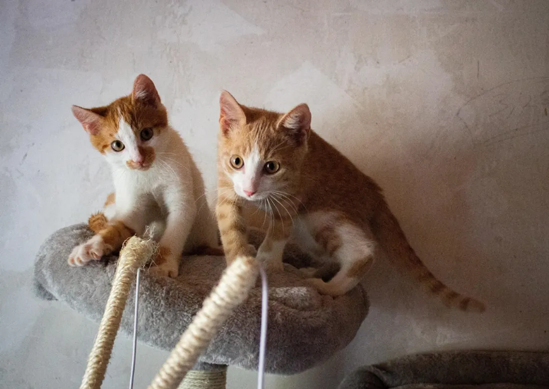 De nombreux pensionnaires sont à adopter cet été