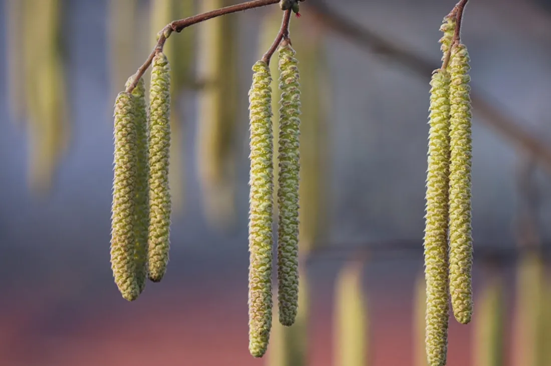 Les pollens d'aulne sont déjà de retour dans la région