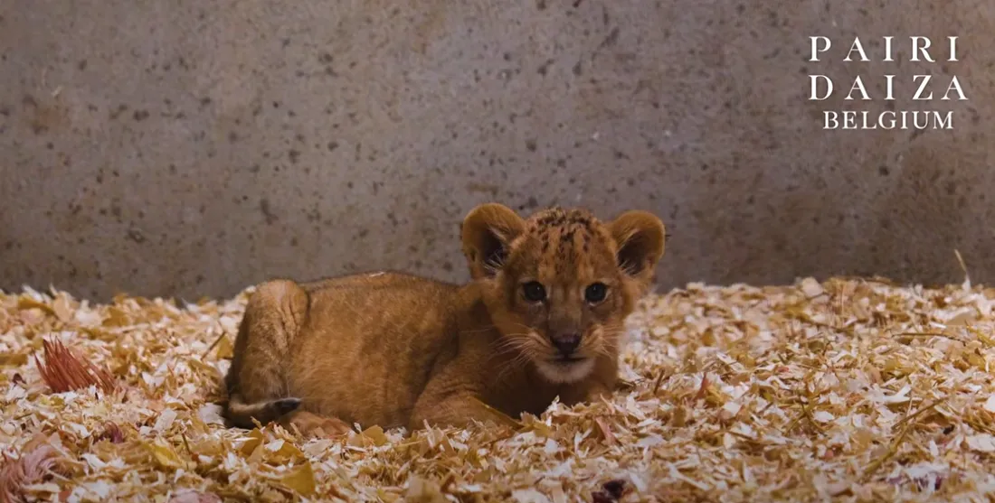 Une petite nouvelle à Pairi Daiza