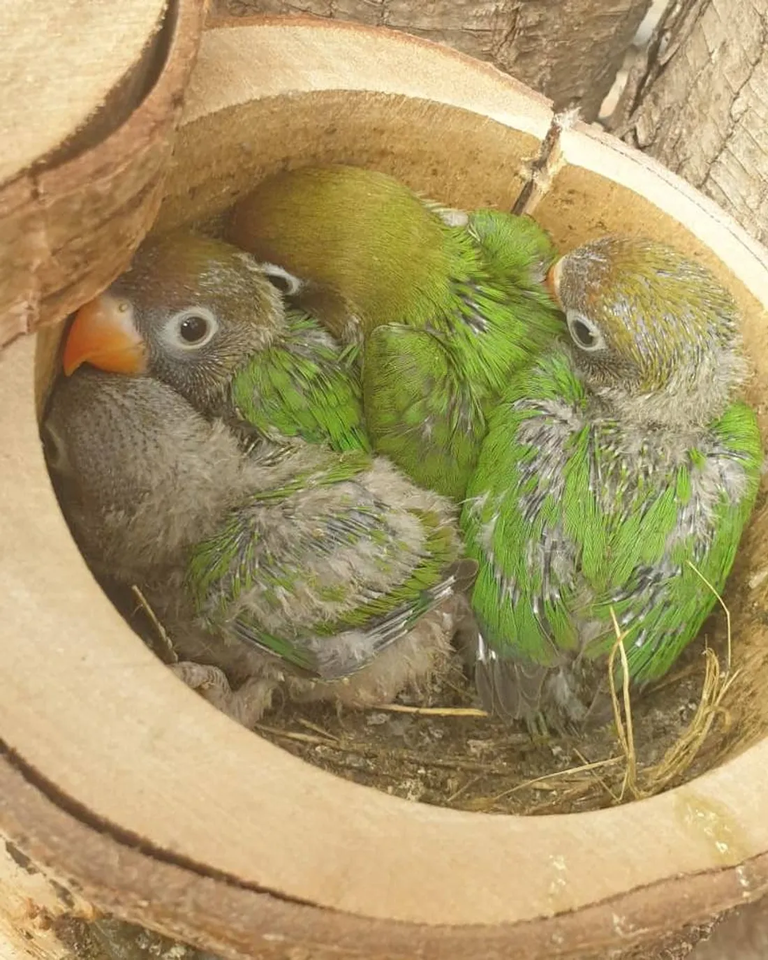 Les inséparables à joues noires sont nés au zoo de Lille