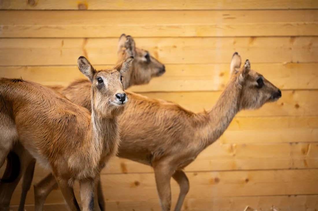 Trois femelles Cobe du Nil sont arrivées au zoo de Lille
