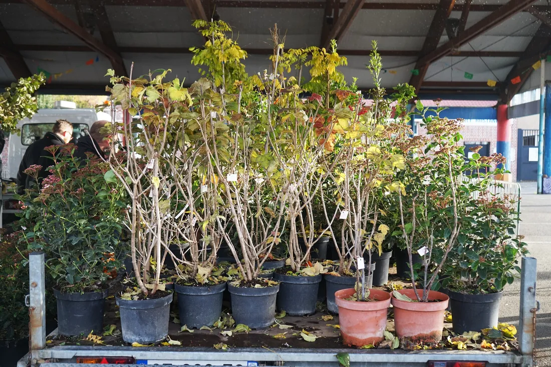 Les arbres et arbustes que la ville de la Madeleine met à disposition