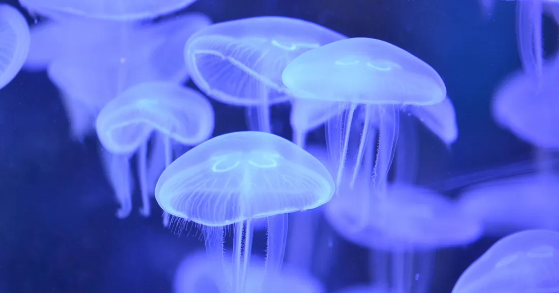 Nausicaa propose des promotions pour les habitants du Boulonnais