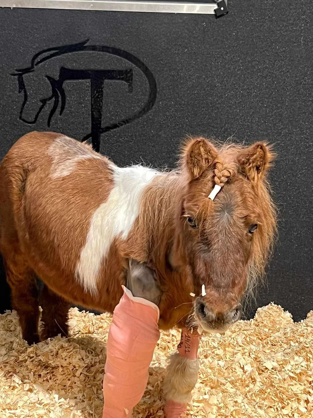 Caramel a besoin d'une prothèse pour remarcher normalement