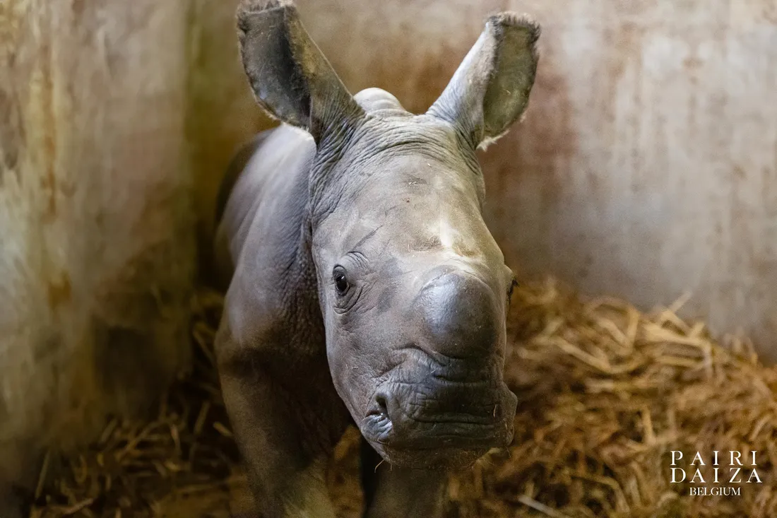 Nouvelle naissance à Pairi Daiza