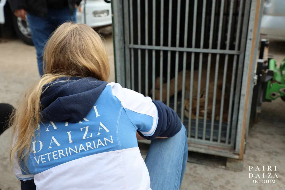 Pairi Daiza recrute 300 saisonniers