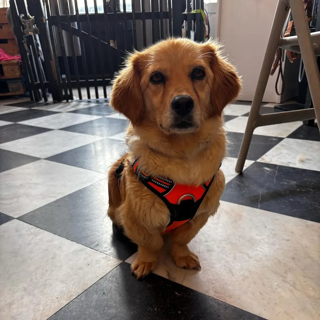 Le Waf a lancé une cagnotte en ligne