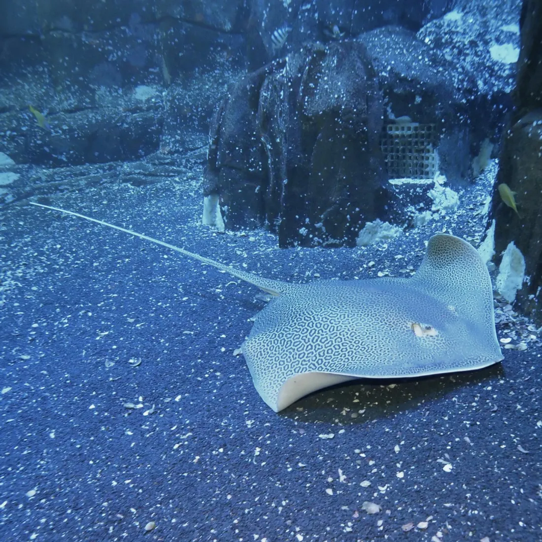 Nausicaa propose de nouvelles animations cet été