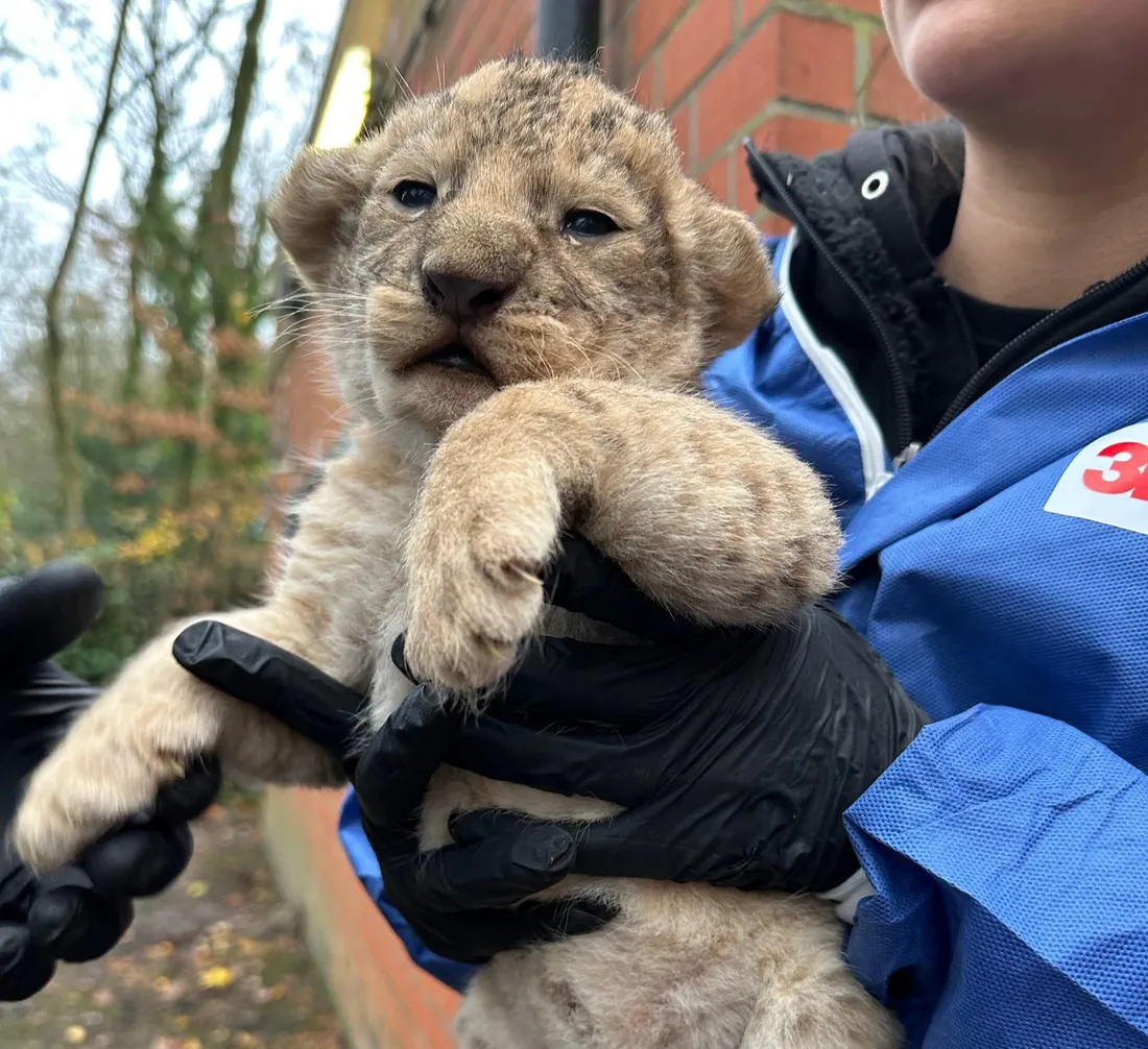 Un mâle et une femelle sont nés