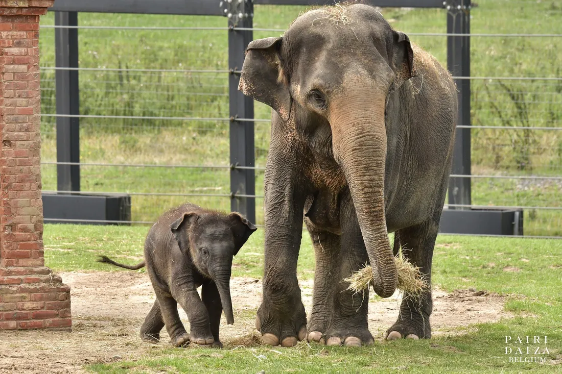 Une douzaine de Journées du Coeur est prévue en cours d'année