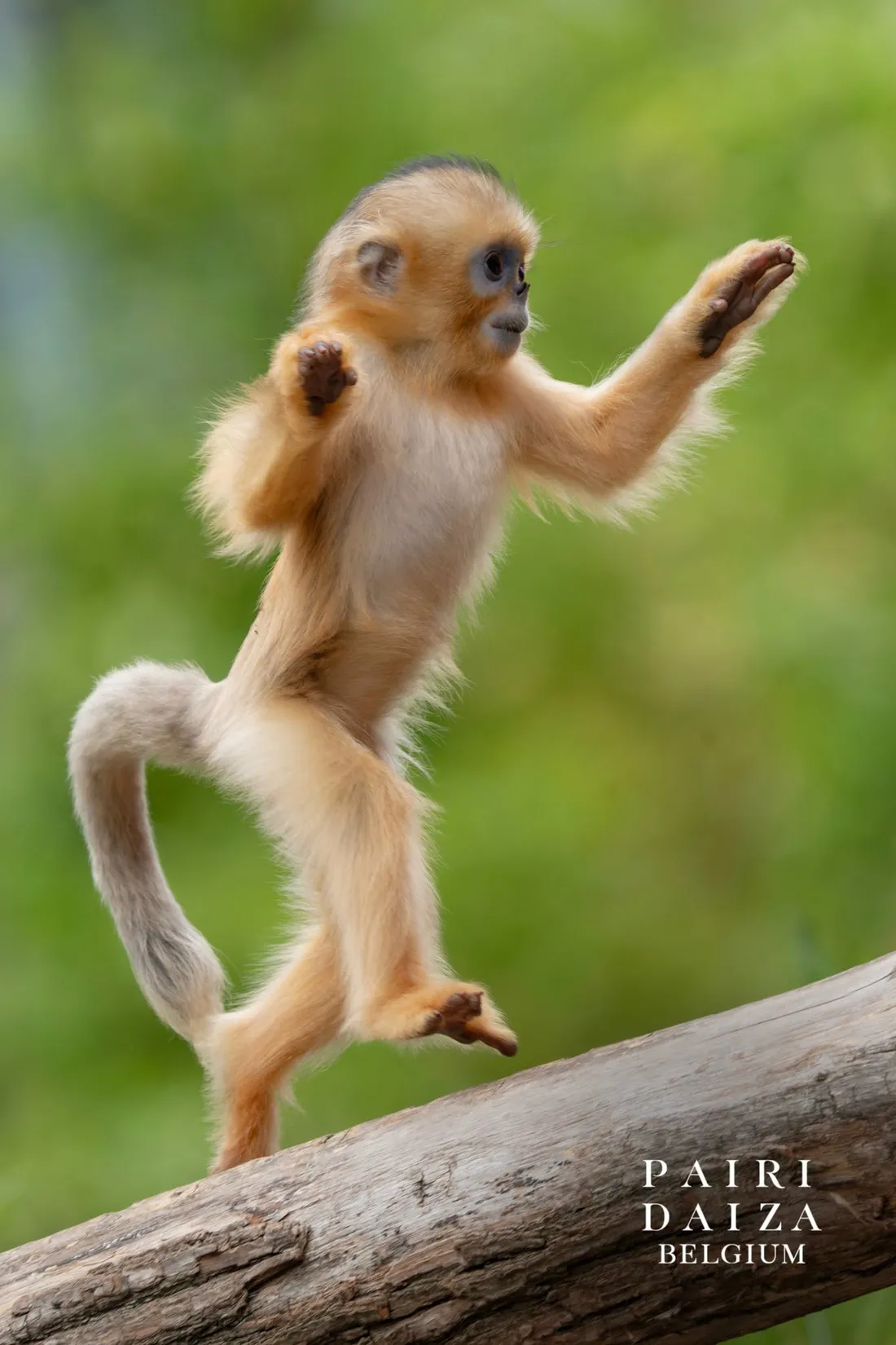 singe