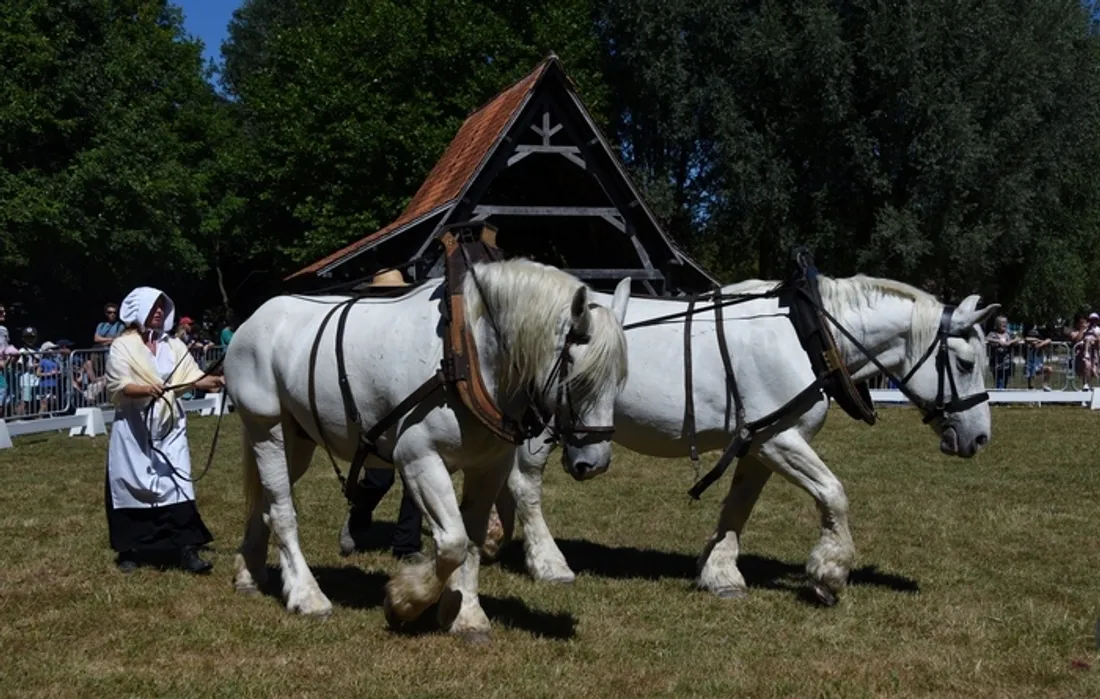 Des animations autour de l'animal seront proposées