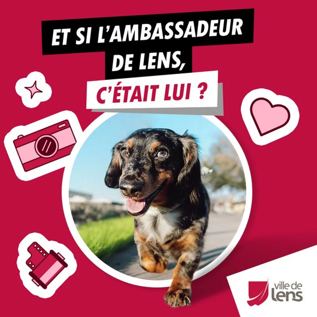 Un concours photos de chiens à Lens