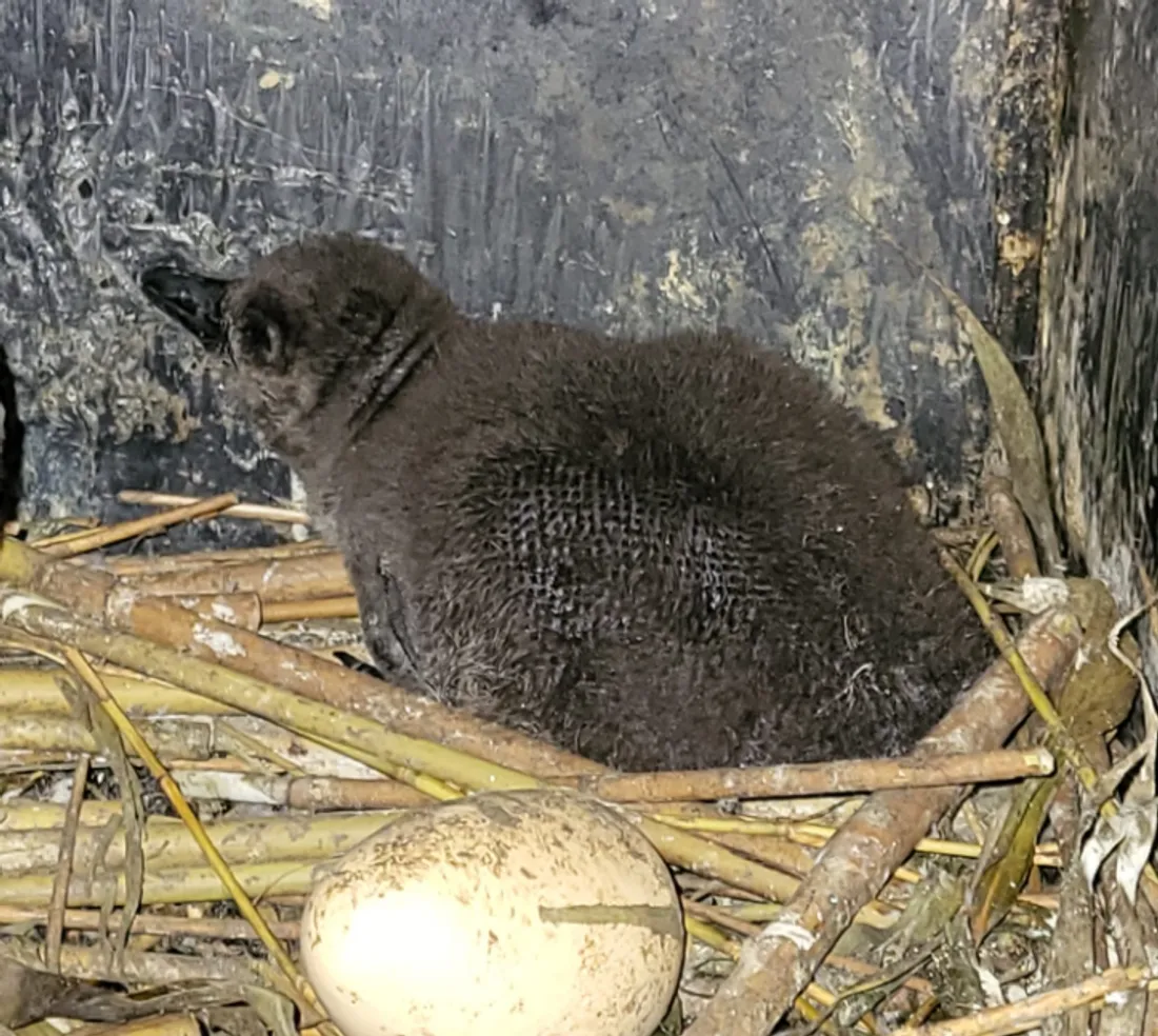 Deux bébés manchots sont nés fin mars à Nausicaa
