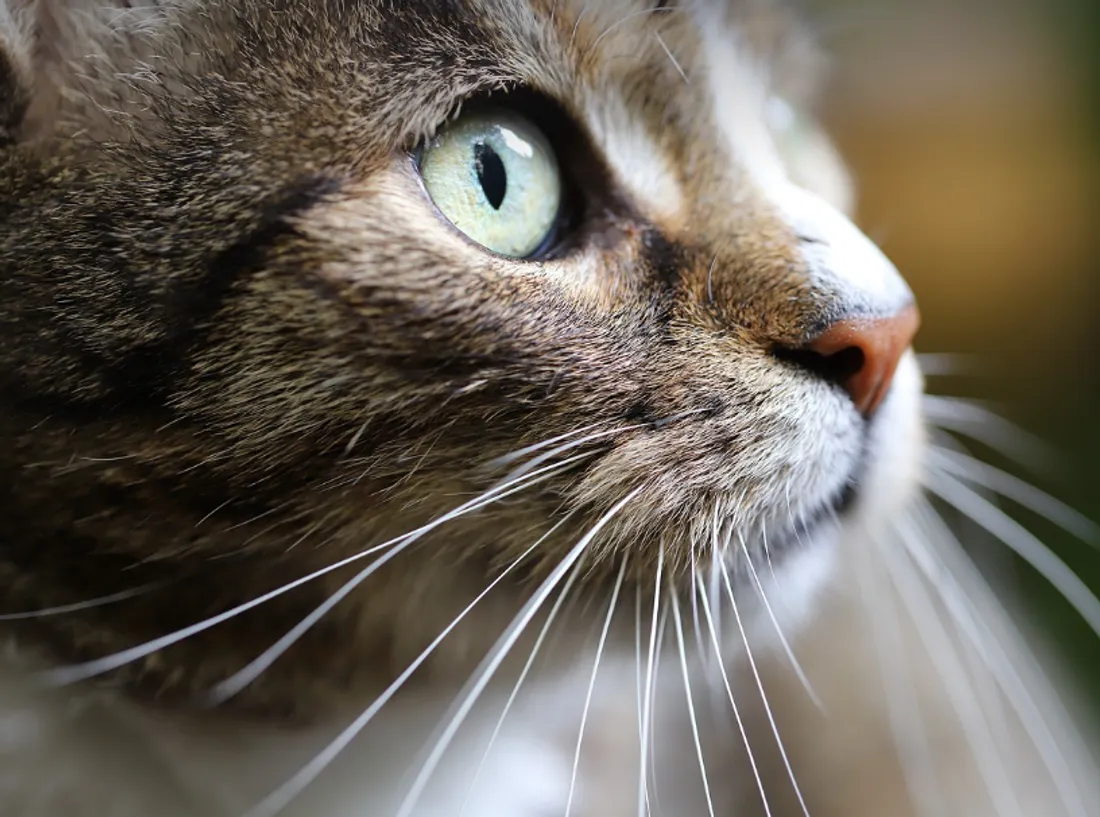 Nouvel appel aux dons pour aider la LPA