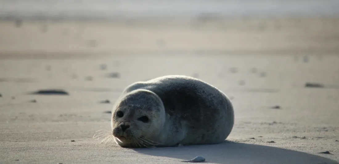 Leur mission est de surveiller et protéger les phoques