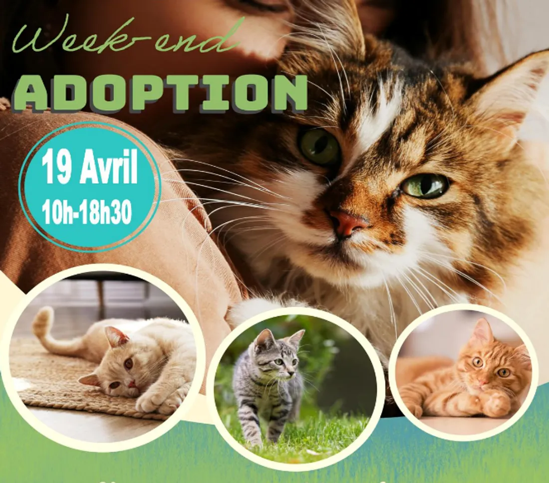 Salon de l'adoption ce samedi à Leers