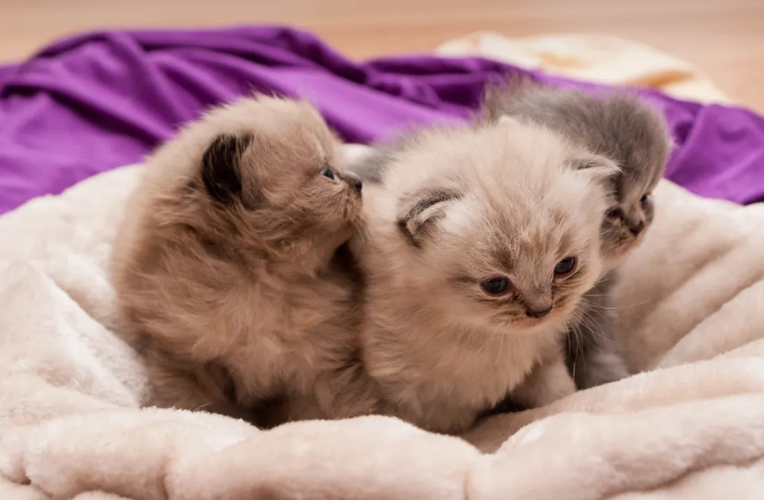 Vous pouvez déposer vos dons à Lille ou Roubaix