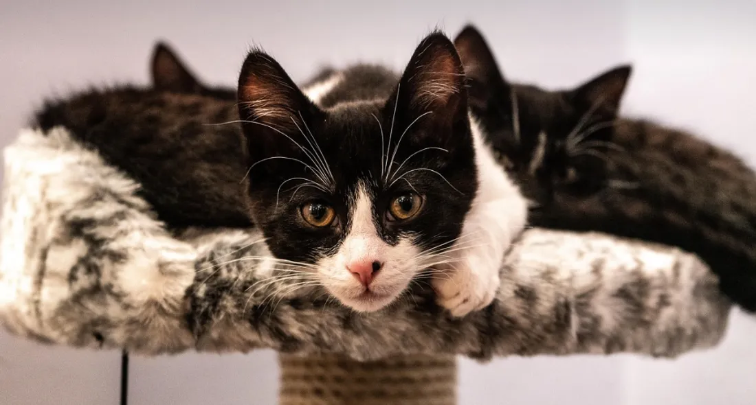 Le salon se tient à Wasquehal ce samedi