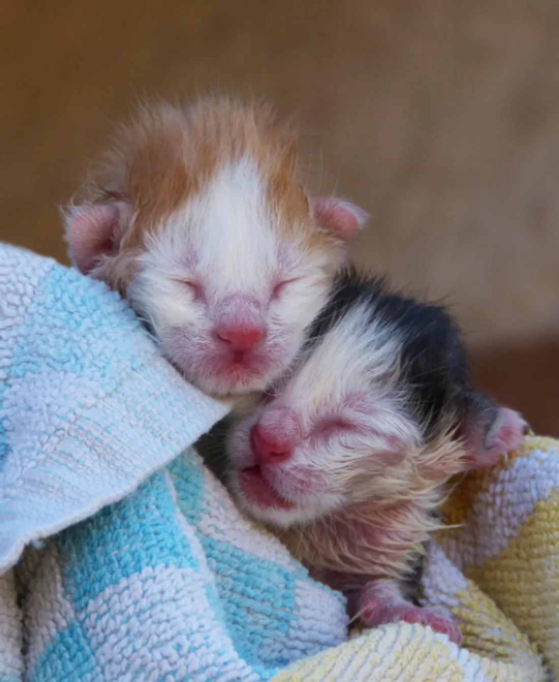 Plusieurs conditions doivent être réunies